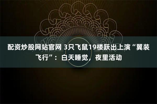 配资炒股网站官网 3只飞鼠19楼跃出上演“翼装飞行”：白天睡觉，夜里活动
